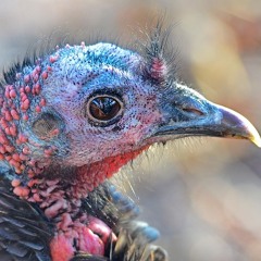 NewTest Canonical Track V2 (Subtitle Remix)