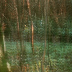 Wren song and stream - 21 July 20 - 5.06am - Ballinvally