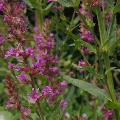 Lythrum