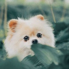 Особенности, которые делают собак привлекательнее в наших глазах