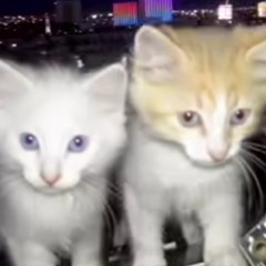 CAT Mellow