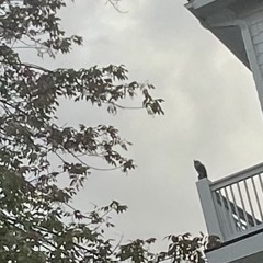 music to [full nelson] to