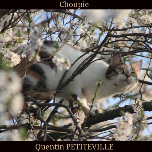Choupie