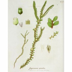 HK_Fantaisies_tracks_337