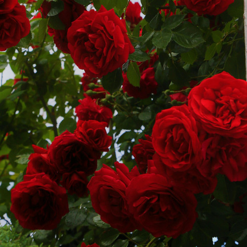 Stream Smell the Roses by Sketchyourname Listen online for free on