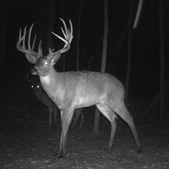 vvitccgraph/smokkestaxkk_sundown movements