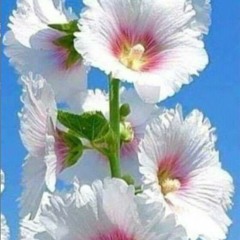 Creme&parfum - Pluton Mercure !RARE!