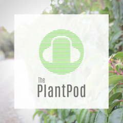 Episode 25: Urban greening through the lens of growers and experts