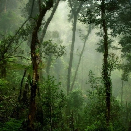 Hi-forest psychedelic