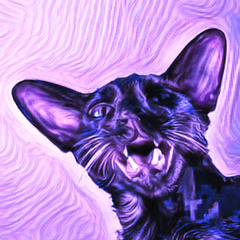 Citrus Cat