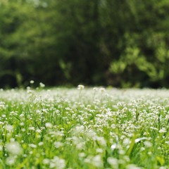 Ease Of Life