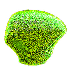 cell_experiment_0