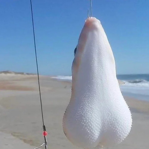 bolas de pescado