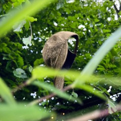 sankt pieschen 2023 sunday TechHouse Techno