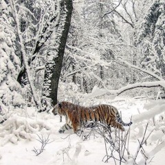 huntr . en mi cuerpo nieva [unreleased]