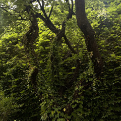 회색나무아래