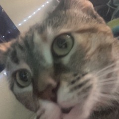 lift me from the ground (silent persona remix )