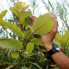 MITRAGYNA SPECIOSA (Kratom)* IS SAFE
