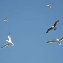 Seagull Sound Effect - Used in Between the Sandhills and the Sea