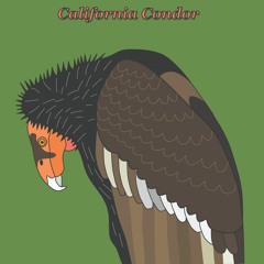 California Condor Chaconne