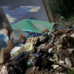 meat computer - moths