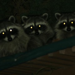 Racoons