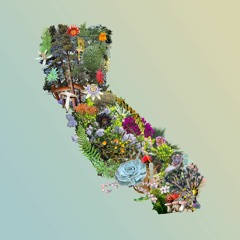 CALIFORNIA LOCAL FLORA