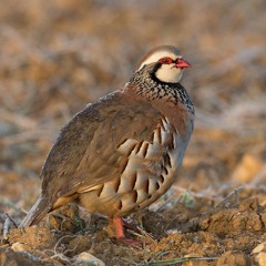 Red Legged Partridge Great Tosson Rothbury