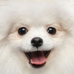 Wipppps (Soft Launch - Seal the Deal Mix)