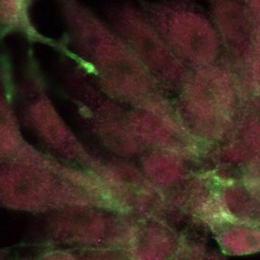 Godspeed - Frank Ocean/James Blake (Cover)