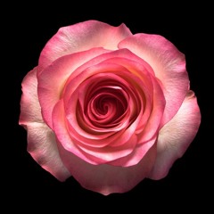 Trippie Redd- Pretty Rose