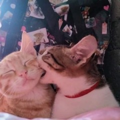 close2uuu ૮꒰ ˶> ༝ <˶꒱ა