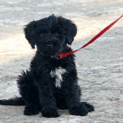 Water Dog Woes: Racial Resentment in American Politics (03.10.2020)