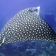 Tiefenrausch(Piano-Version)