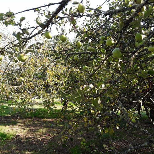 Stream The Devonshire Apple by Mock Hobby Horse | Listen online for ...