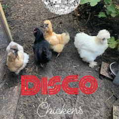 Special Disco-Chickens Set