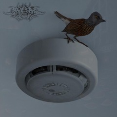 Liberium Avis Laquearis Spectat Te