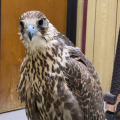 ‎⁨الأمواس - كلمات / جراح الشبرمي - أداء / مشاري بن نافل⁩.m4a