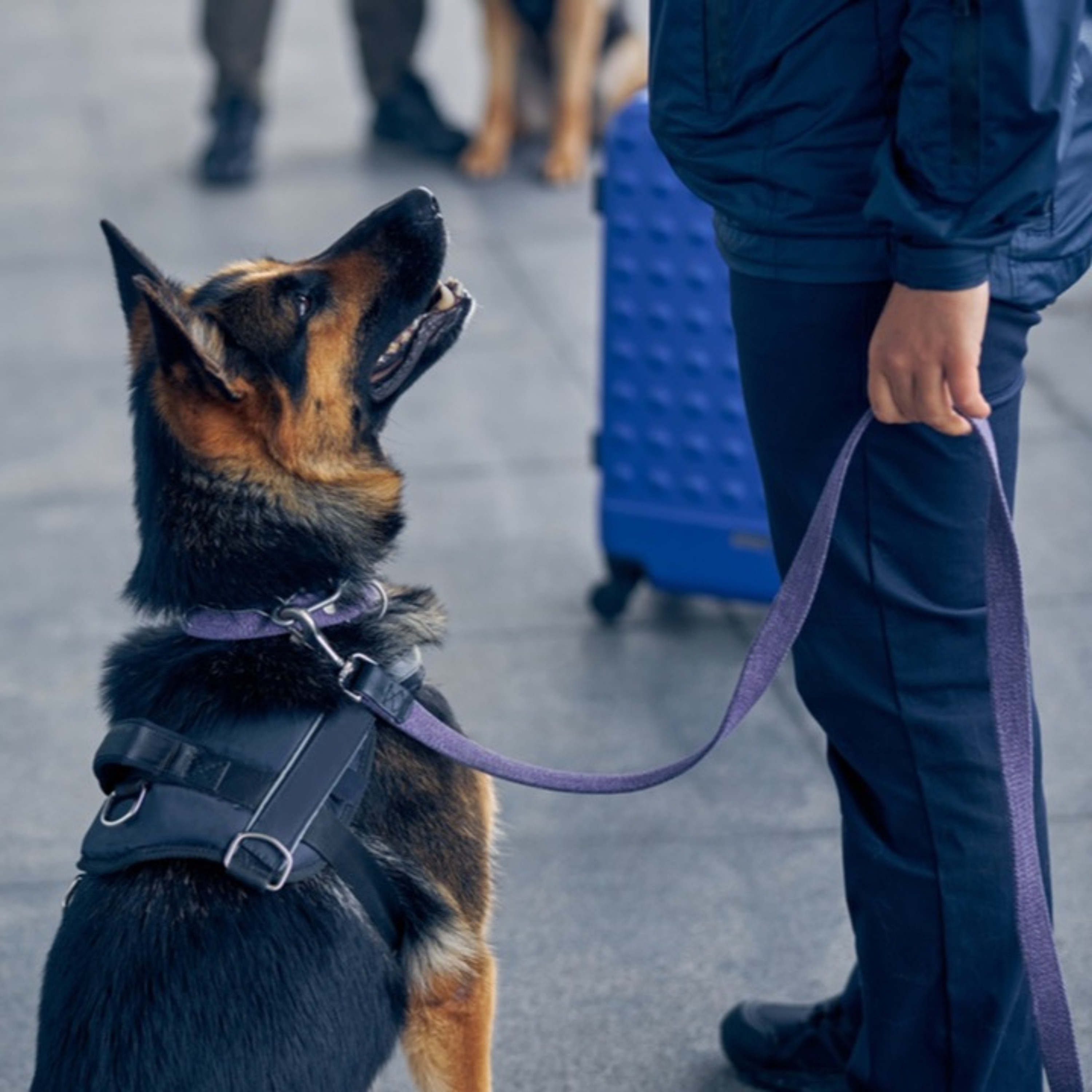 Sharjah Police Use Smart Gadgets to Follow Up On the Health of K9s (13.01.21) episode artwork