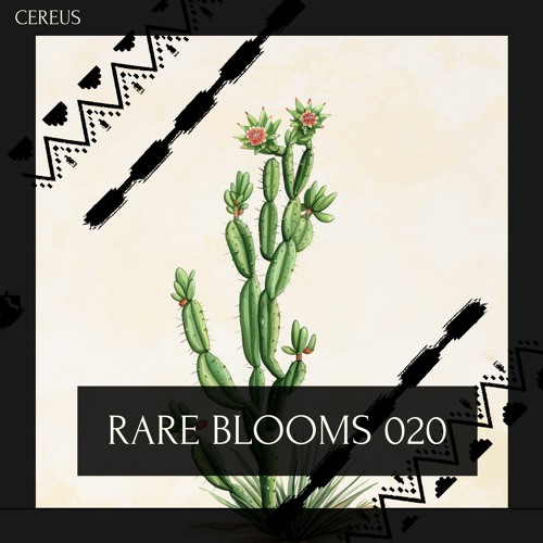 Cereus - Rare Blooms 020
