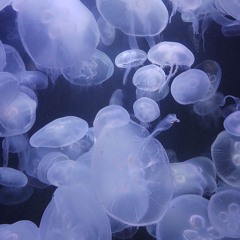 Jellyfish Movement