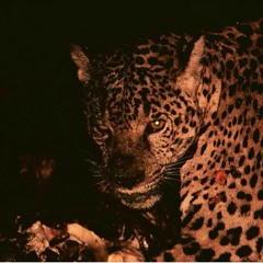 Jaguar (Feat. Blasterkit)