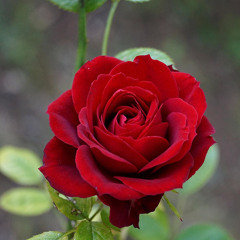 DJ NOiZ - Always Be My Baby REMIX