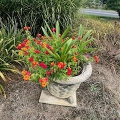 In the Garden- Lantana-8/31/24 Hr.3