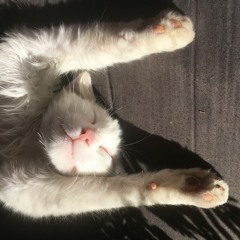 Le Chat - Belle vie