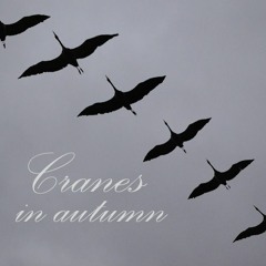 Cranes In Autumn