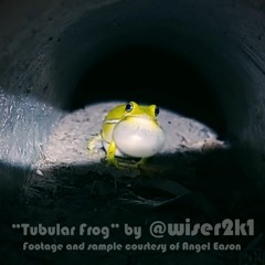 Tubular Frog