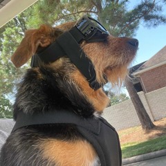 Top dog