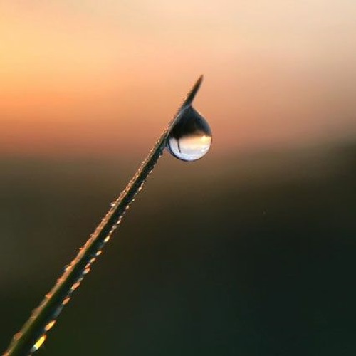 The Last Drop