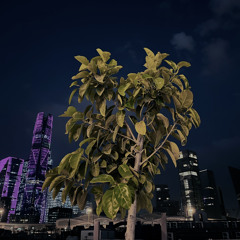 فجر العيد " يشبَه لك " ..